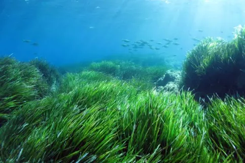 Une image de la plante marine "la posidonie" au milieu de l'océan